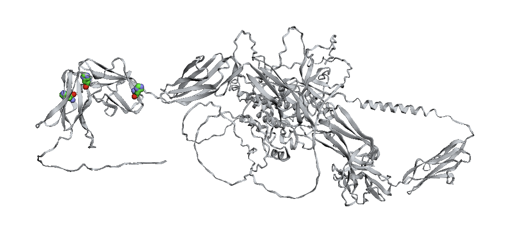 3D structure of Vascular endothelial growth factor receptor 1 (VEGFR-1) encoded from FLT1 gene